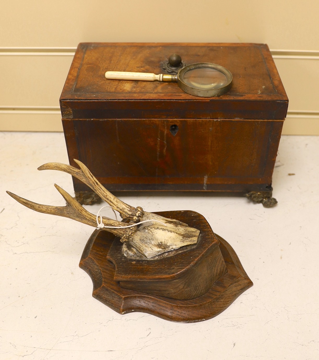 A George IV mahogany tea caddy (a.f.), together with a mounted antler plaque, and a bone handled magnifying glass